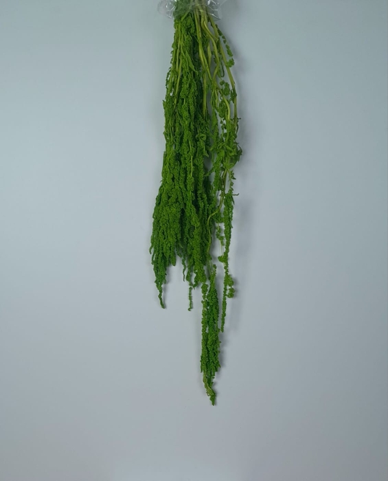 GESTABILISEERD AMARANTHUS (H) APPELGROEN